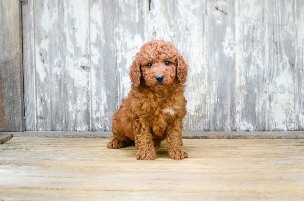 Adorable Golden Retriever Poodle Mix Puppy