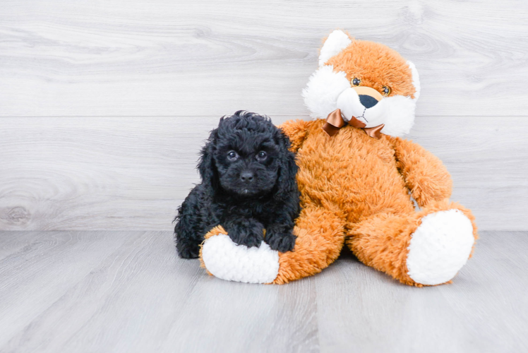 Cockapoo Pup Being Cute