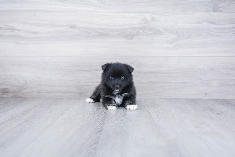 Small Pomsky Baby