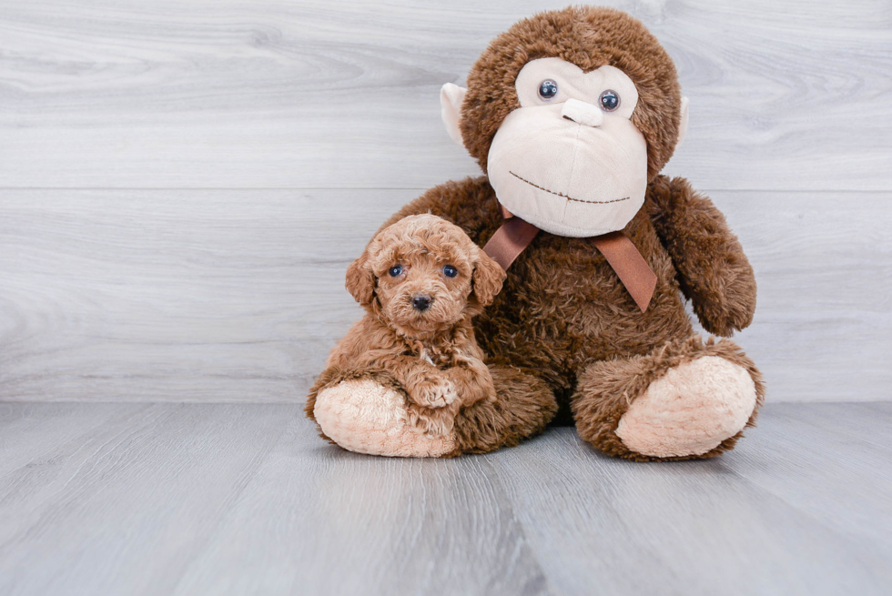 Funny Cockapoo Poodle Mix Pup