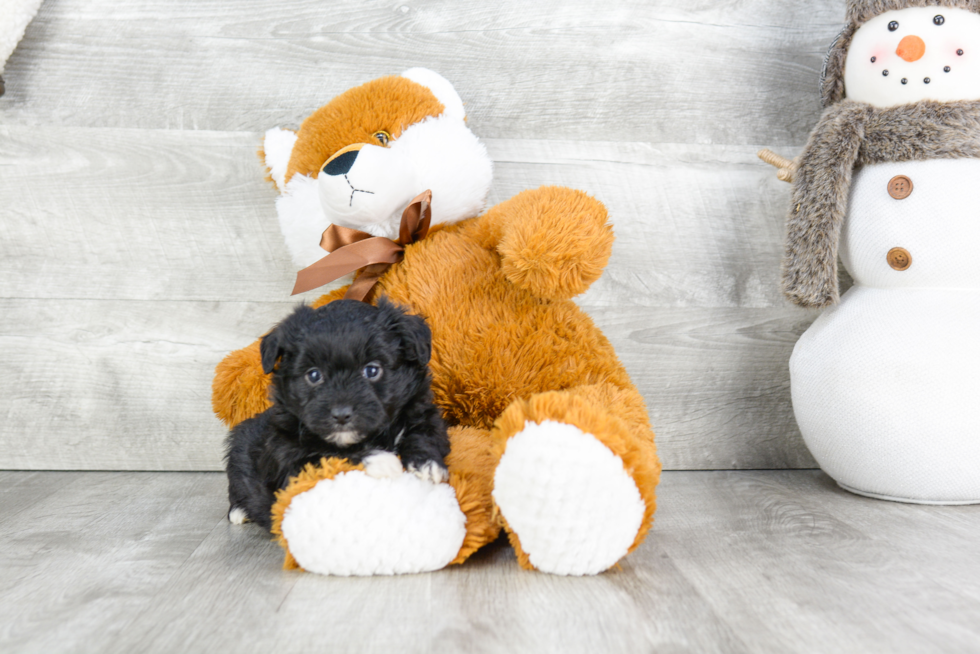 Mini Aussiedoodle Pup Being Cute