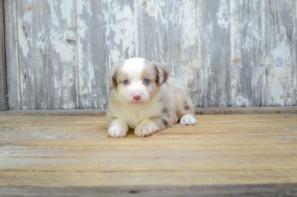 Petite Mini Aussiedoodle Poodle Mix Pup