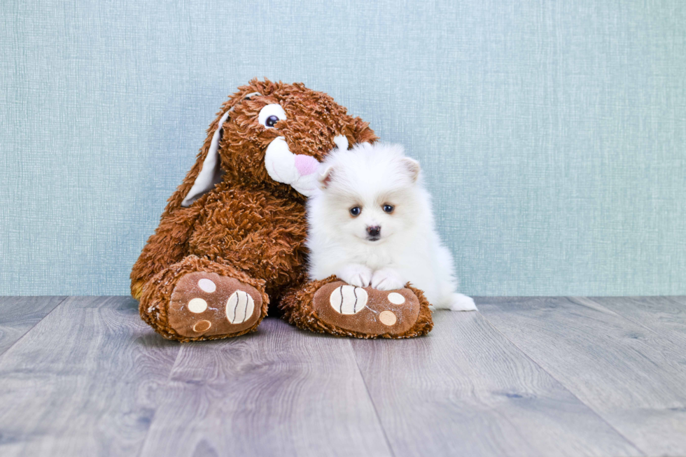 Pomeranian Pup Being Cute