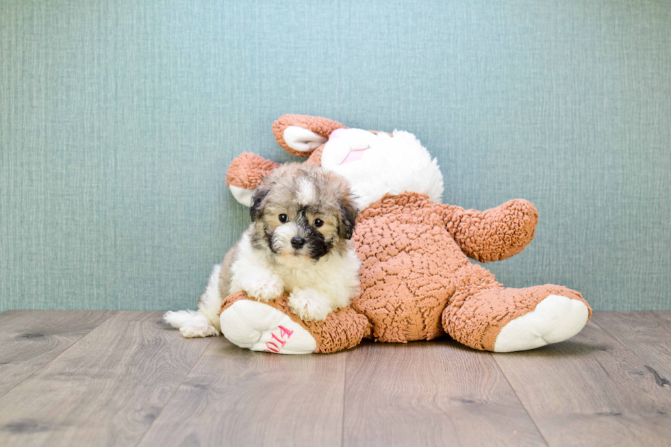 Best Havanese Baby