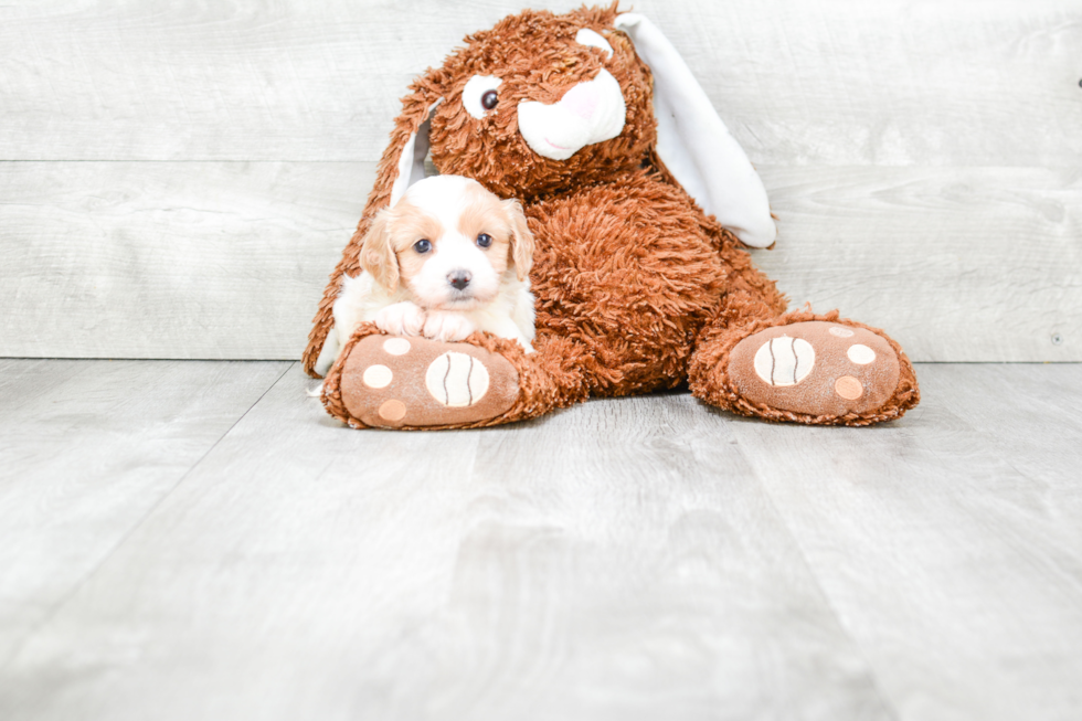 Fluffy Cavachon Designer Pup