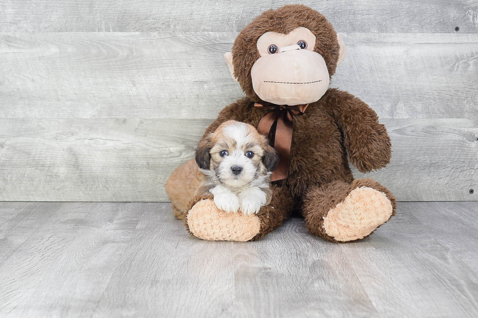 Best Havanese Baby