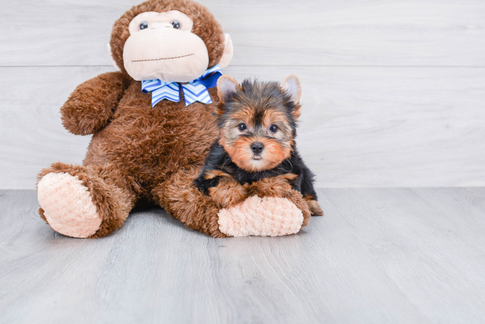 Meet Rascal - our Yorkshire Terrier Puppy Photo 