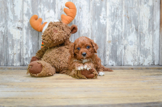 Best Cavapoo Baby