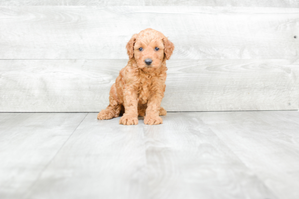 Funny Mini Goldendoodle Poodle Mix Pup