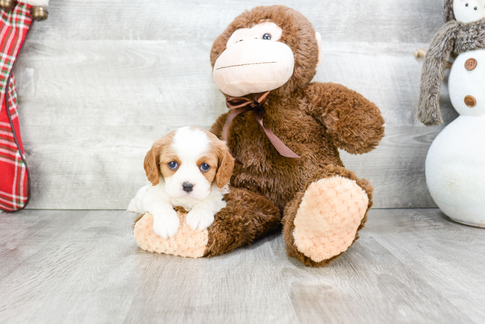 Best Cavalier King Charles Spaniel Baby