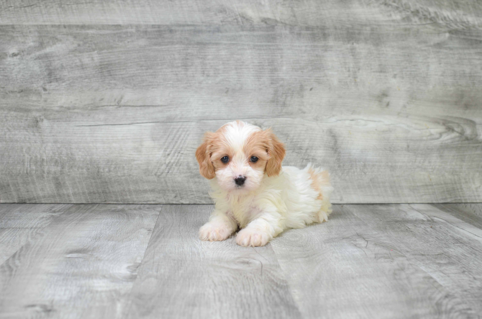 Cavachon Puppy for Adoption