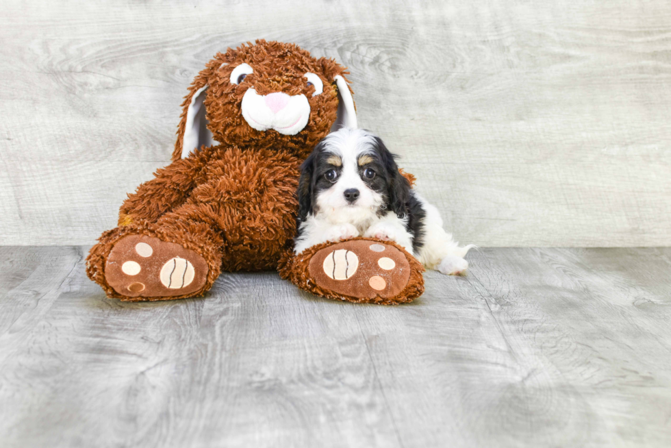 Best Cavachon Baby