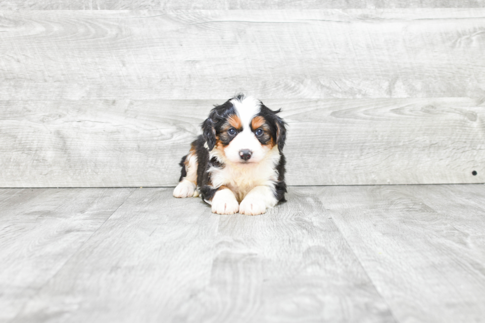 Popular Mini Bernedoodle Poodle Mix Pup