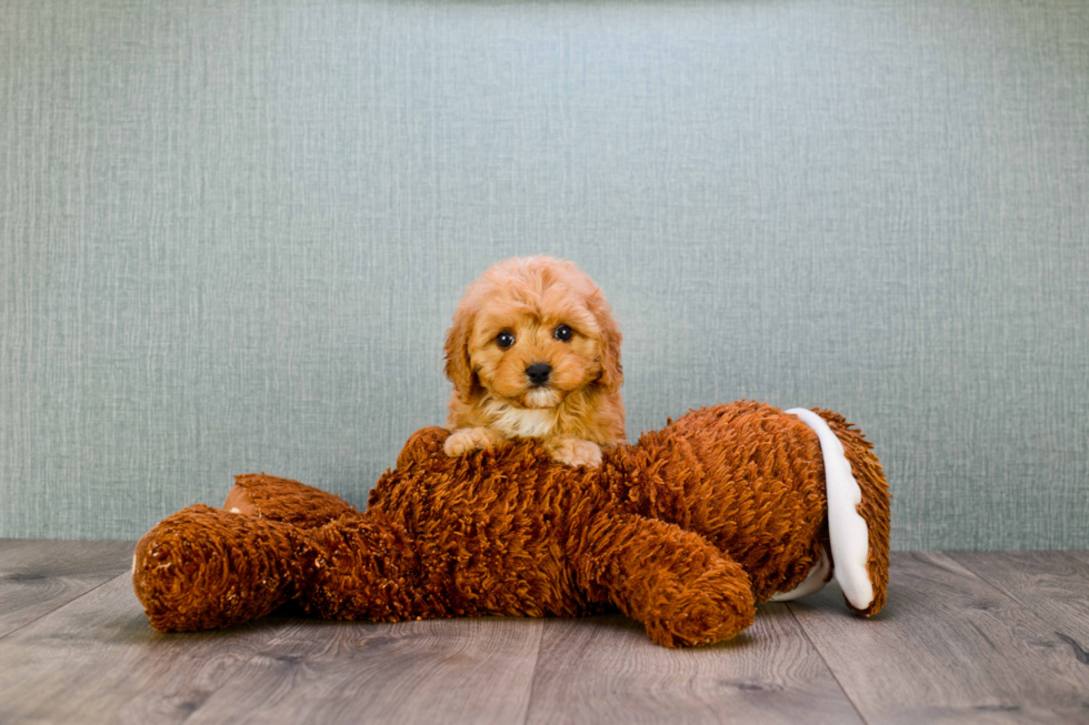 Best Cavapoo Baby