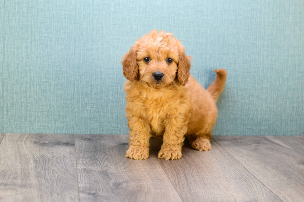 Mini Goldendoodle Puppy for Adoption