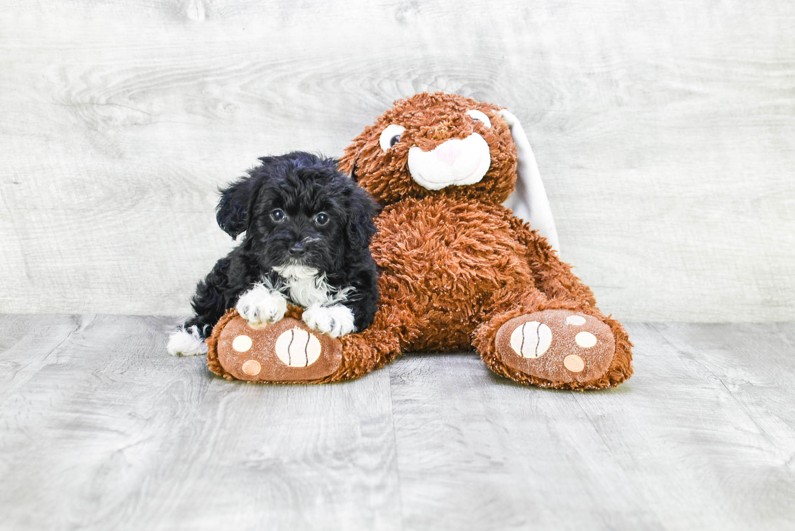 Yorkie Poo Puppy for Adoption