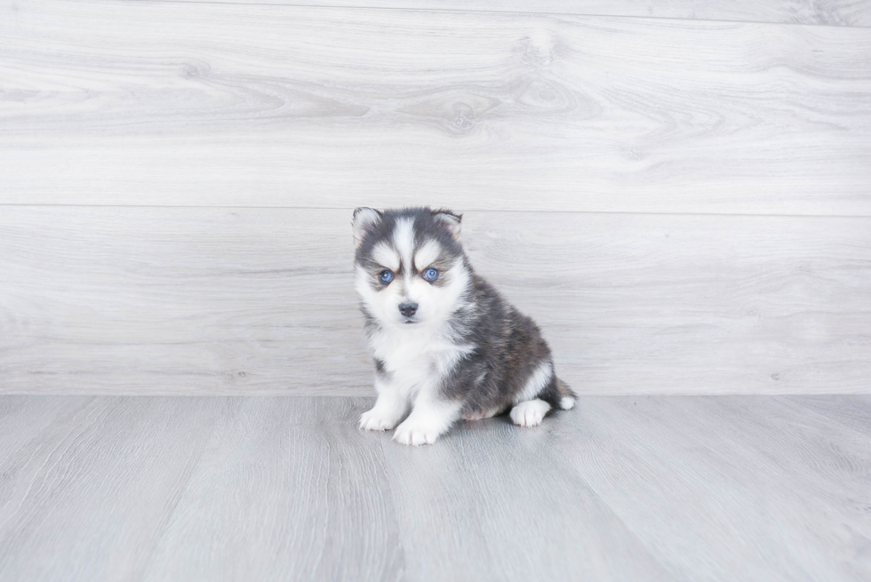 Pomsky Pup Being Cute