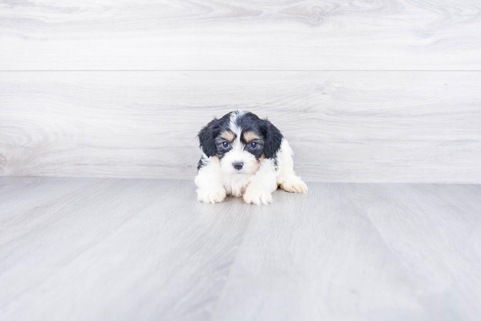 Adorable Cavalier Designer Puppy