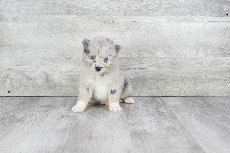 Pomsky Puppy for Adoption