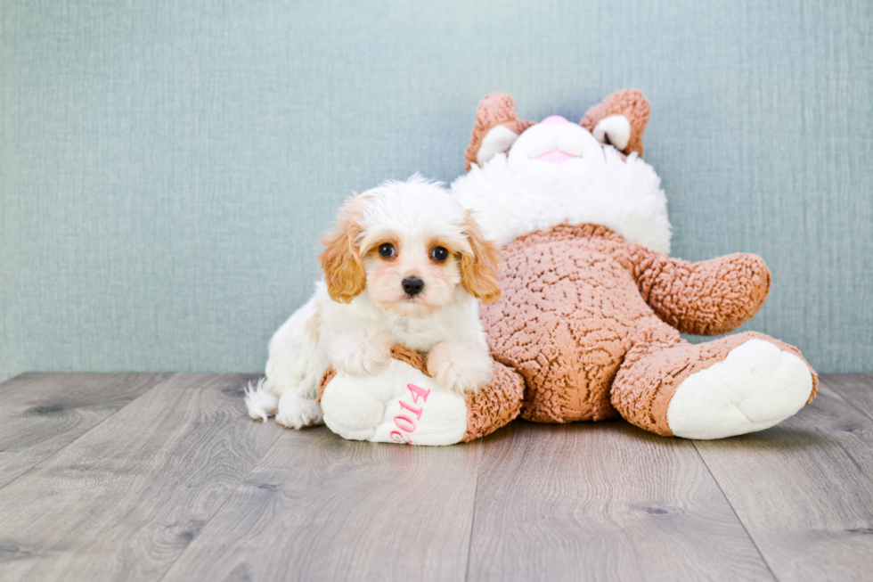 Fluffy Cavachon Designer Pup