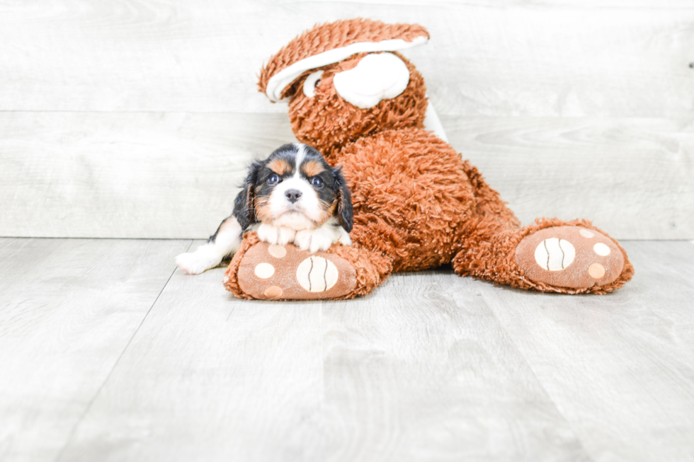 Friendly Cavalier King Charles Spaniel Purebred Pup