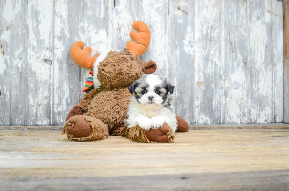 Teddy Bear Pup Being Cute