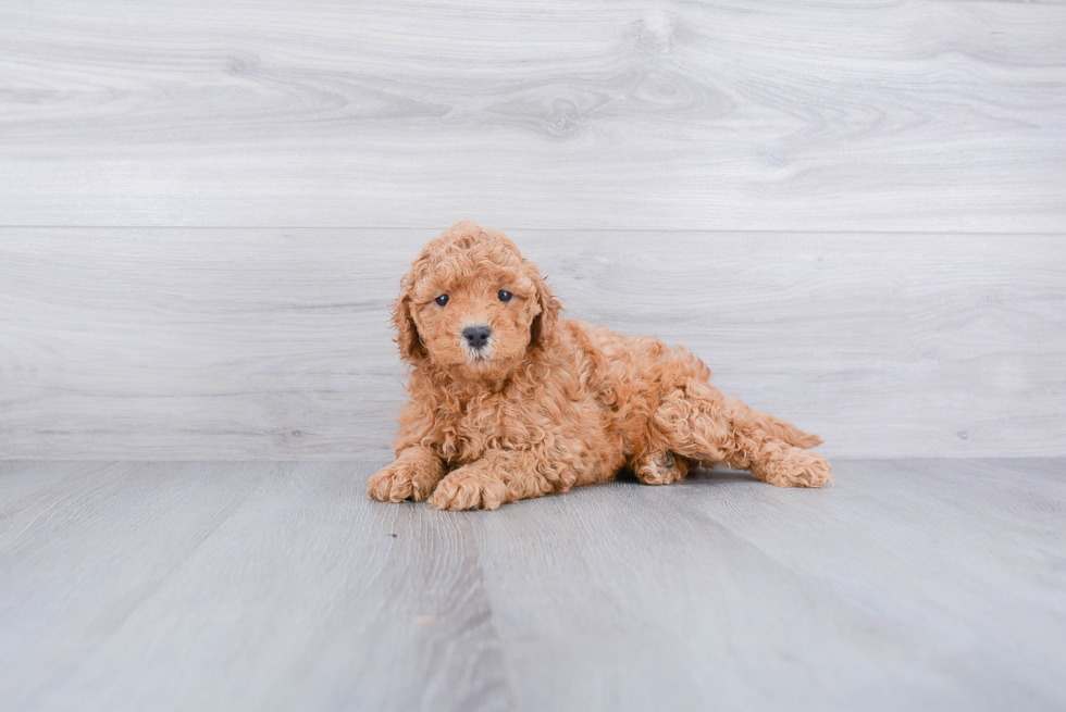 Playful Golden Retriever Poodle Mix Puppy