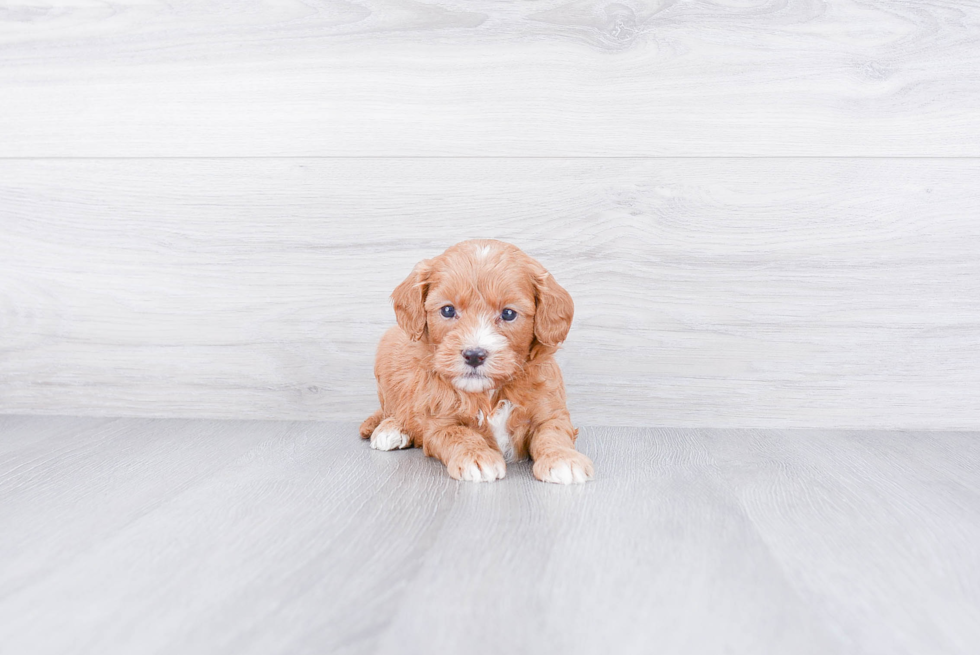 Best Cavapoo Baby