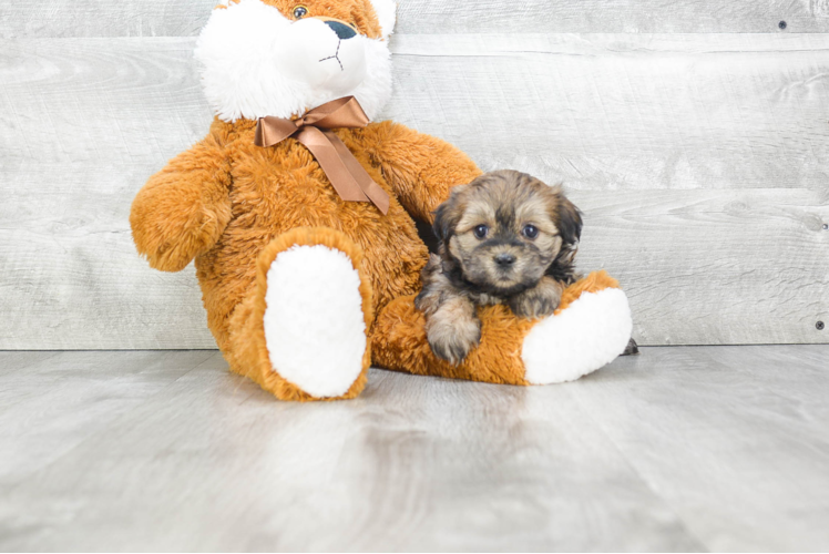 Teddy Bear Pup Being Cute