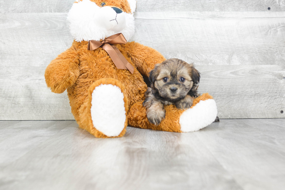 Teddy Bear Pup Being Cute