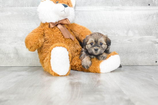 Teddy Bear Pup Being Cute