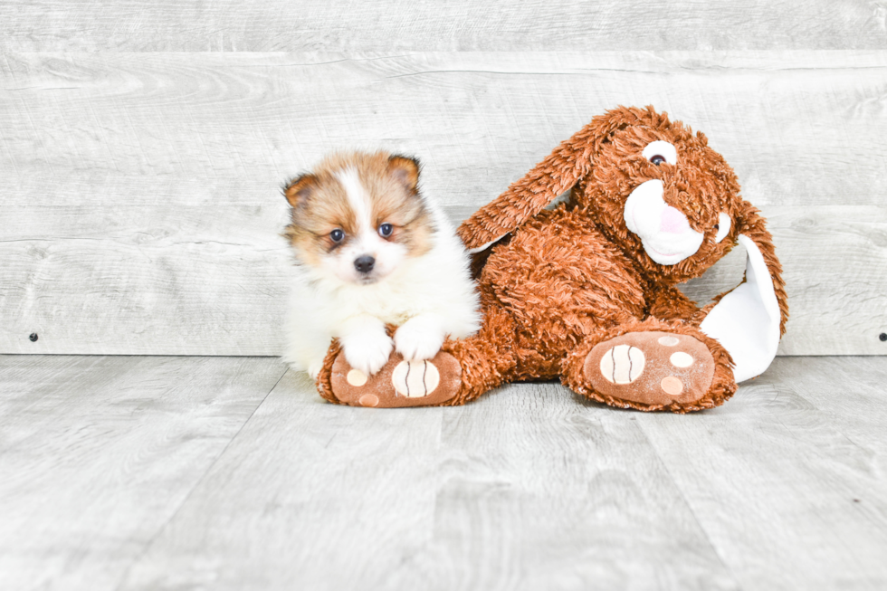 Fluffy Pomeranian Purebred Puppy