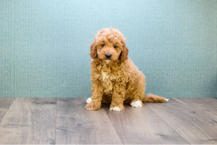 Energetic Golden Retriever Poodle Mix Puppy