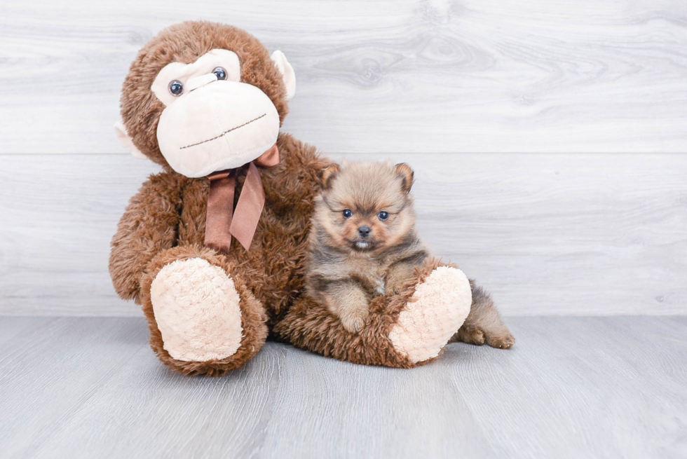 Pomeranian Puppy for Adoption