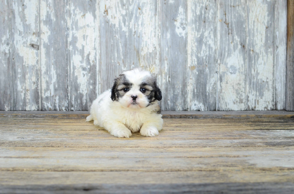 Smart Teddy Bear Designer Pup