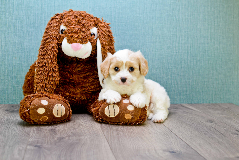 Cavachon Pup Being Cute