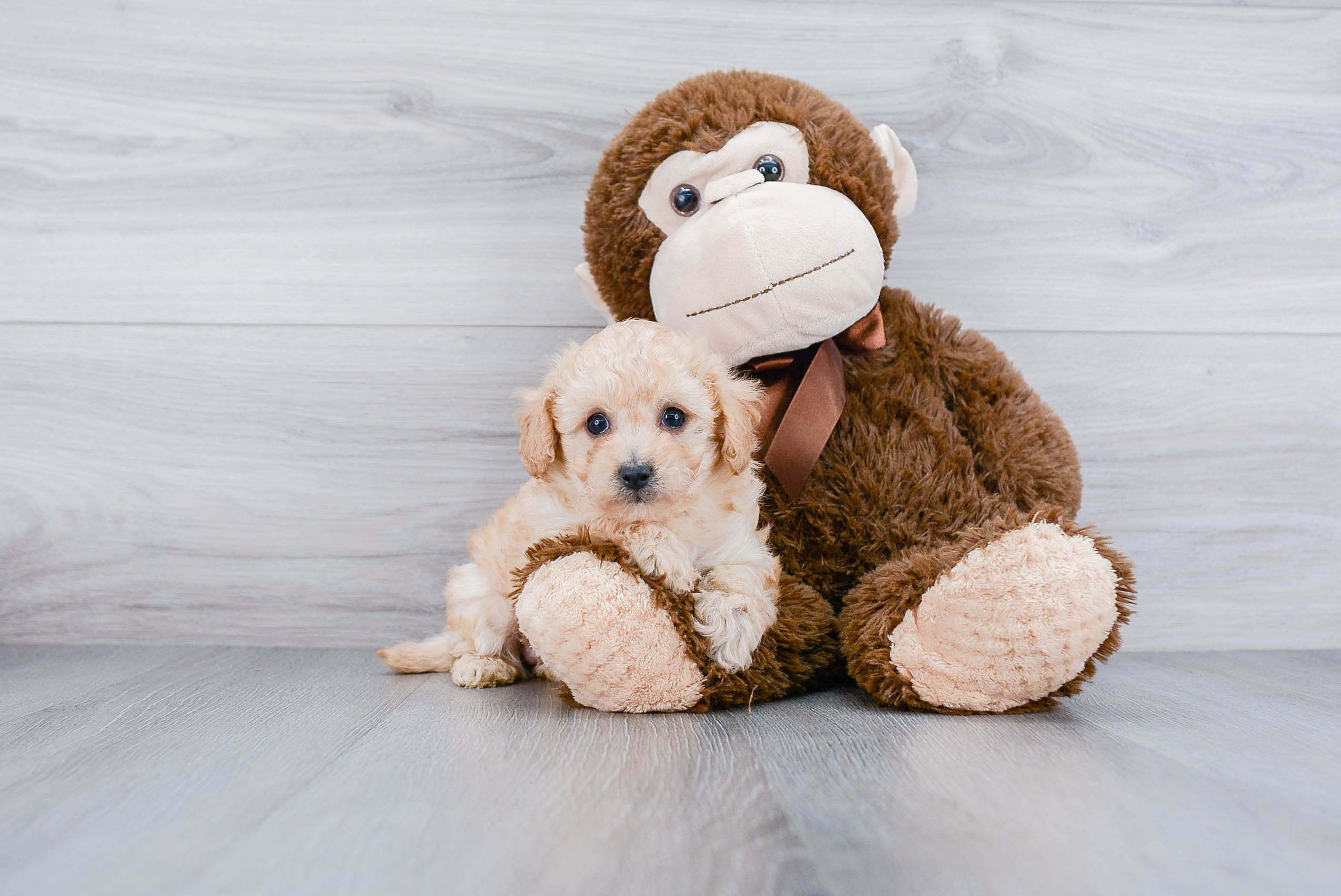 Fluffy Pudle Purebred Puppy