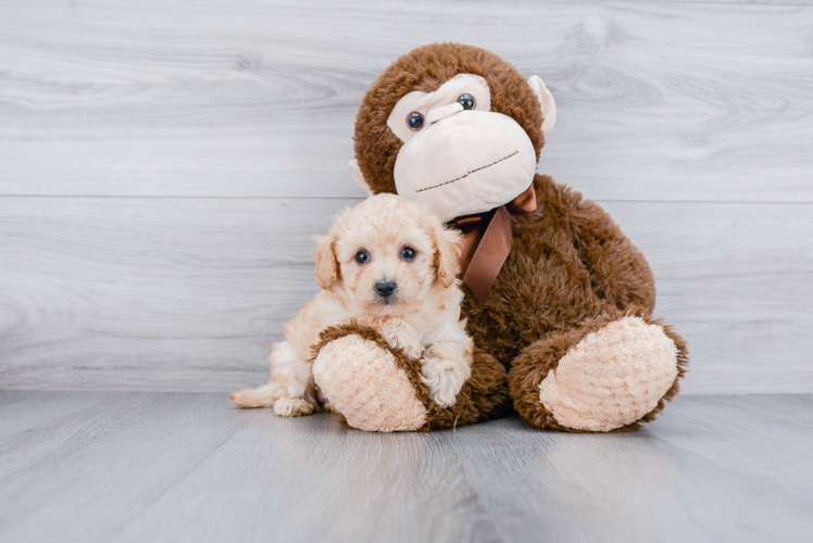 Fluffy Pudle Purebred Puppy