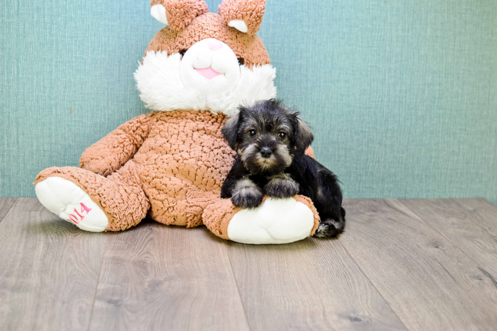 Best Mini Schnauzer Baby