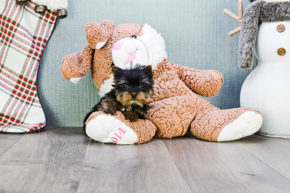 Meet Rebecca - our Yorkshire Terrier Puppy Photo 