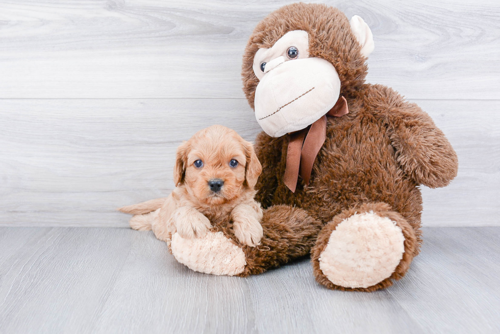 Cavapoo Puppy for Adoption
