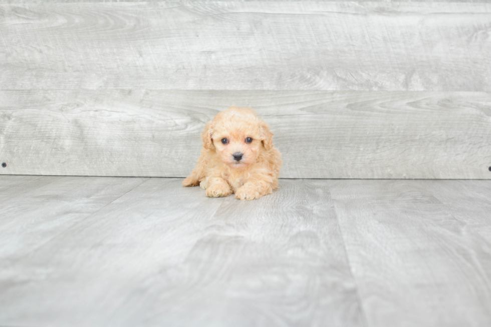 Cute Maltipoo Baby