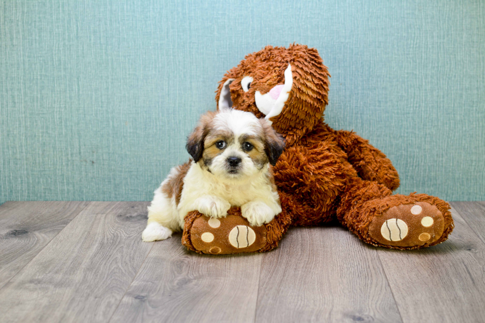 Teddy Bear Pup Being Cute