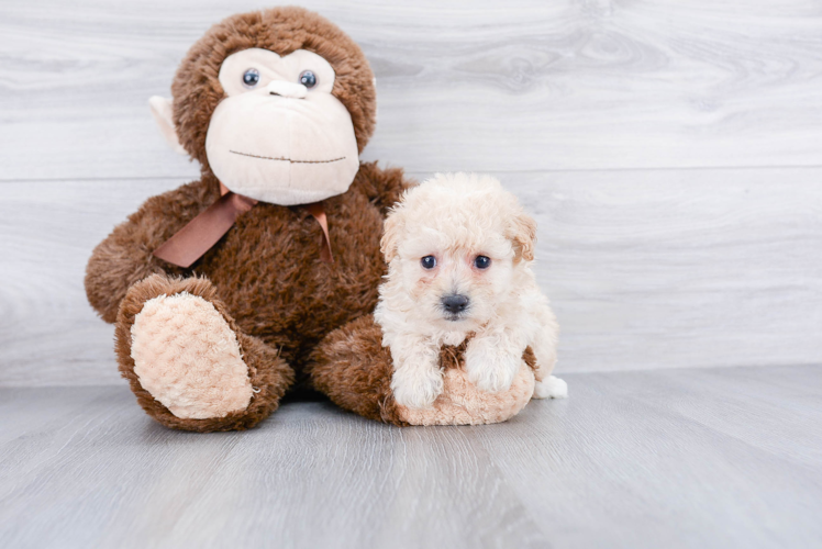 Smart Maltipoo Poodle Mix Pup