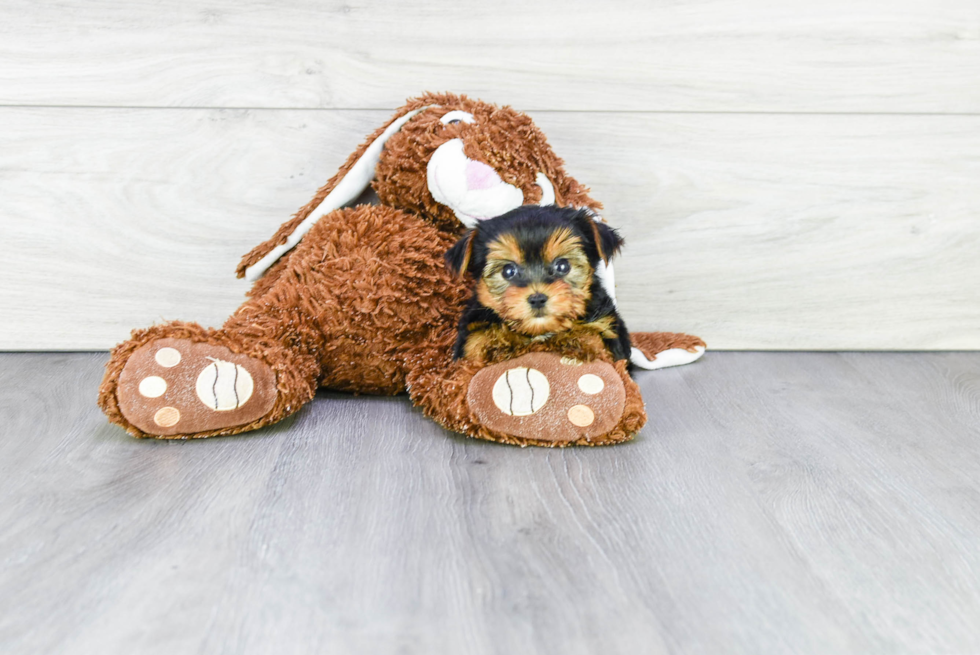 Meet Capone - our Yorkshire Terrier Puppy Photo 