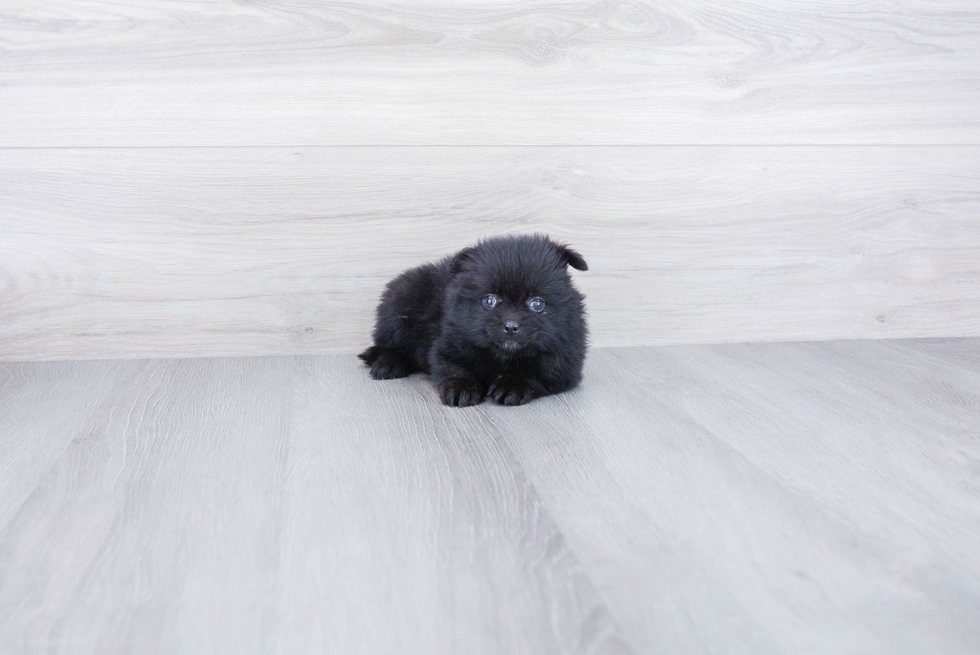 Pomeranian Puppy for Adoption