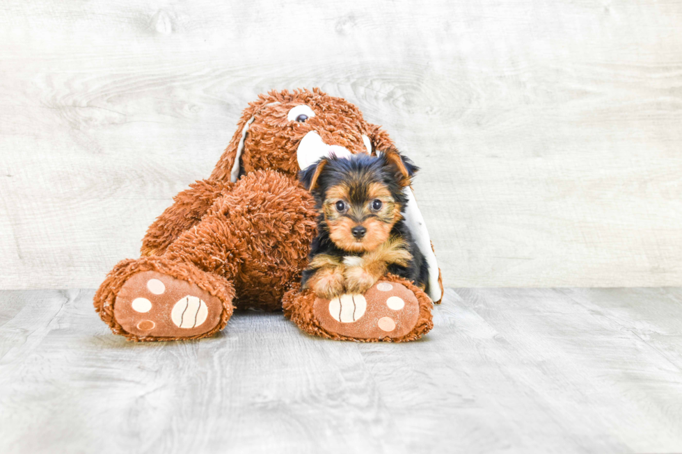 Meet Lebron - our Yorkshire Terrier Puppy Photo 