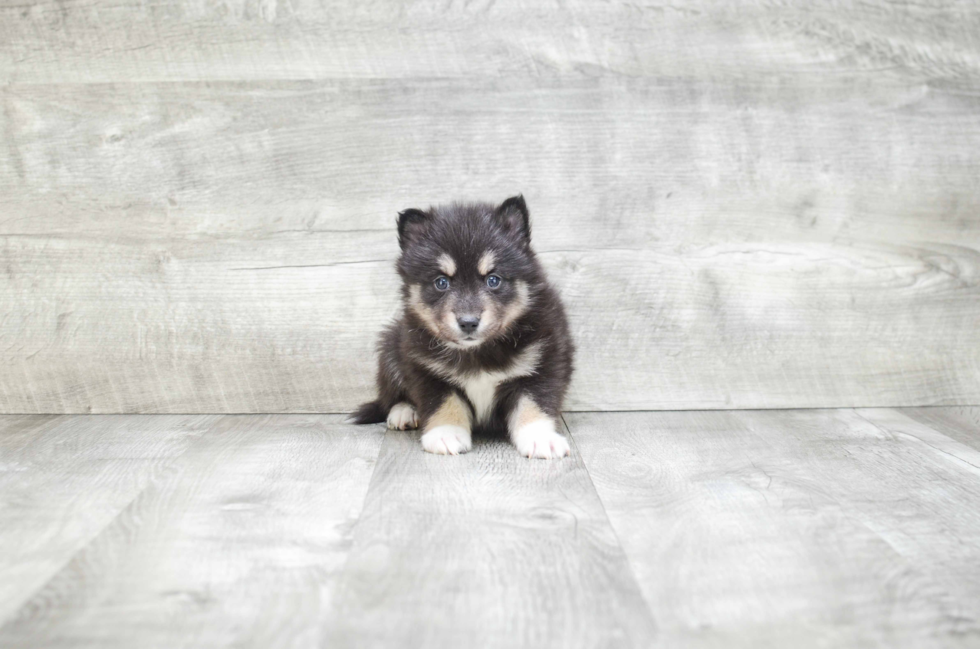 Pomsky Pup Being Cute