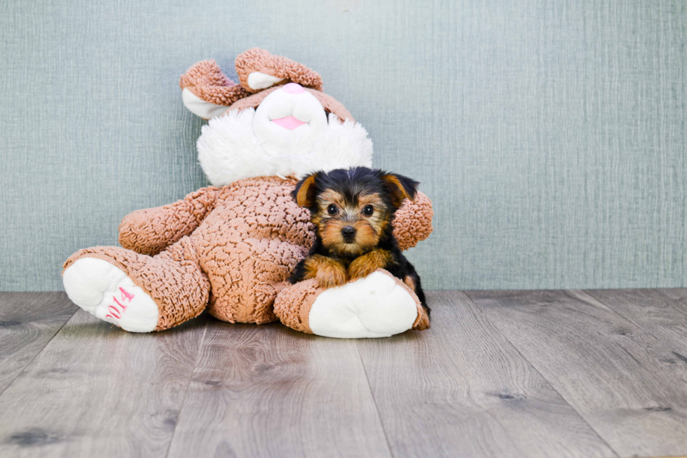 Meet Bella - our Yorkshire Terrier Puppy Photo 