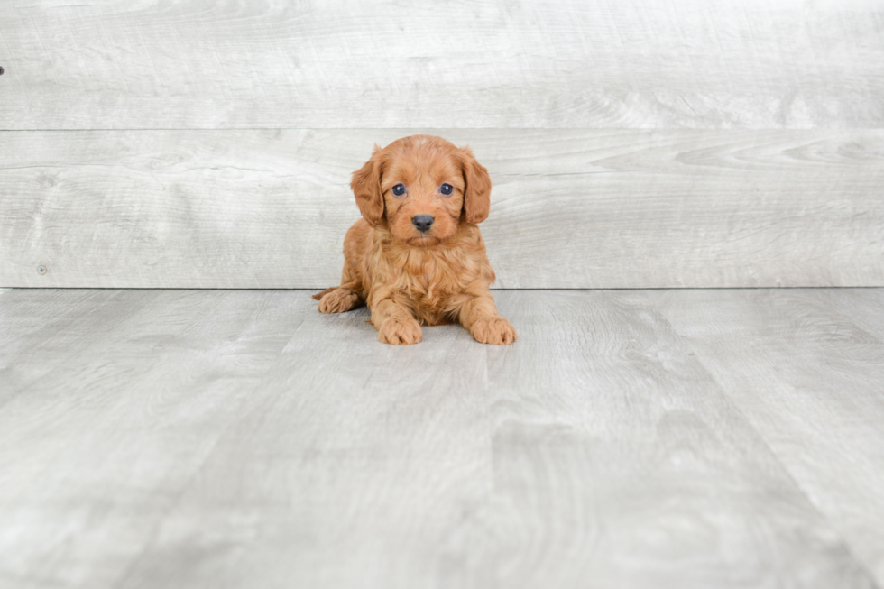 Cavapoo Puppy for Adoption